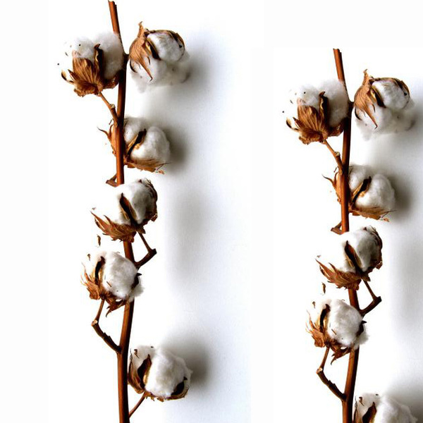 BRANCA COTO 55CM / 8 BOLES