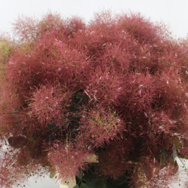COTINUS MAG. RED FOUNTAIN 70CM