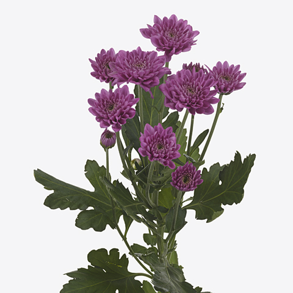 CRISANTEM ANQUETIL DARK