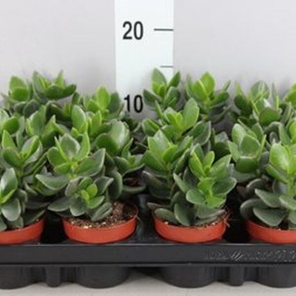 PLANTA CRASSULA ARBORESCENS T.8,5CM
