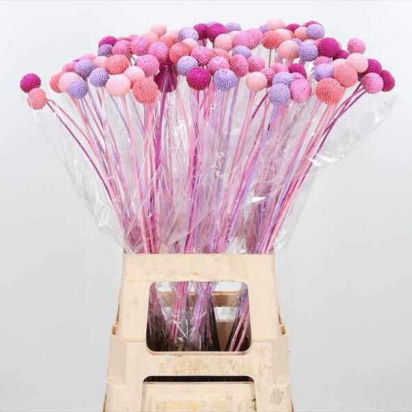 CRASPEDIA PINTADA CANDY MIX 70CM