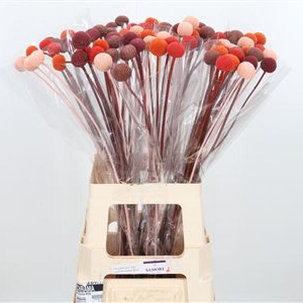 CRASPEDIA PINTADA AUTUMN MIX 70CM