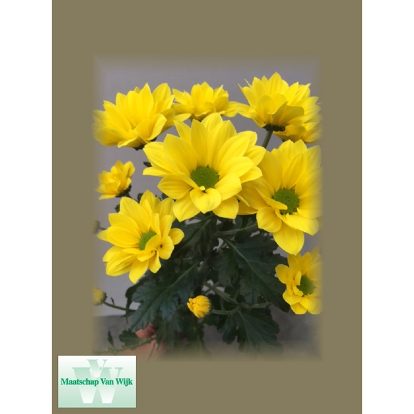 CRISANTEM GROC *CARDENAL SUNNY*