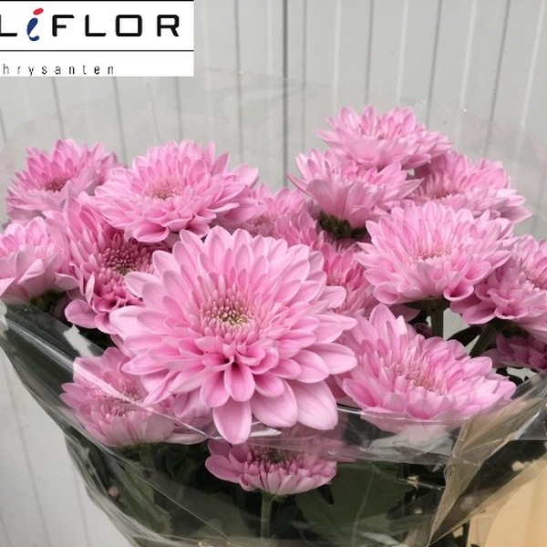 CRISANTEM ROSA DOUBLE PINK