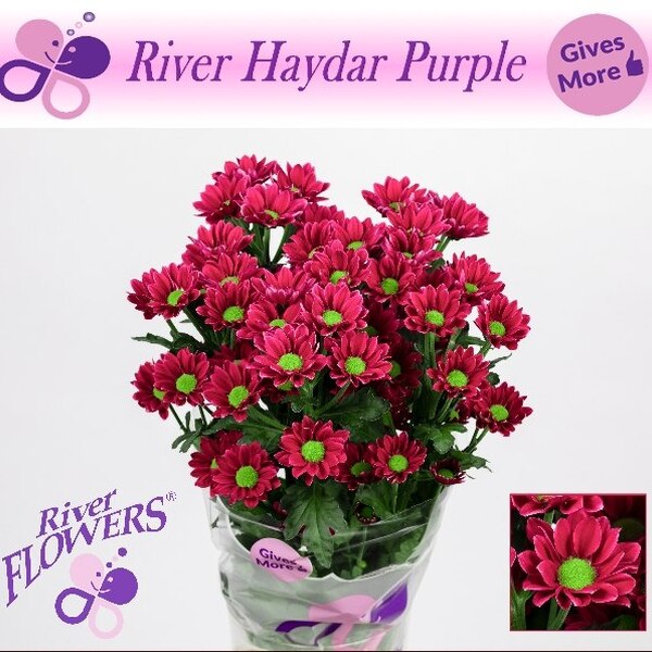 CRISANTEM HAYDAR PURPLE