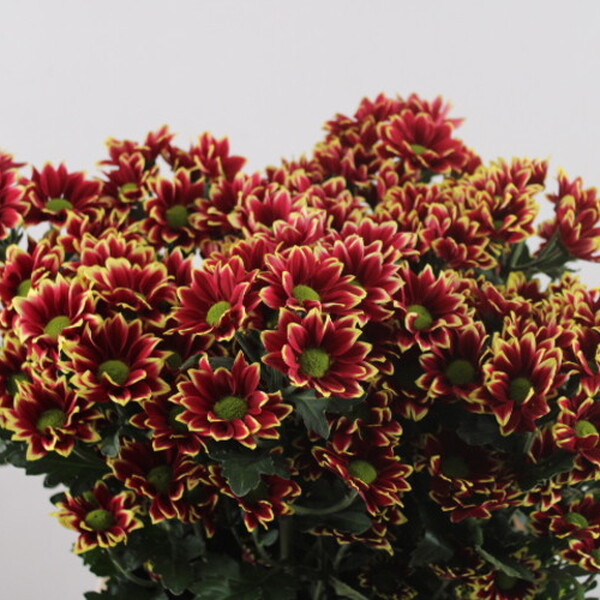 CRISANTEM HAYDAR YELLOW