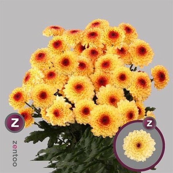 CRISANTEM BOLETA *ABBEY* CREMA