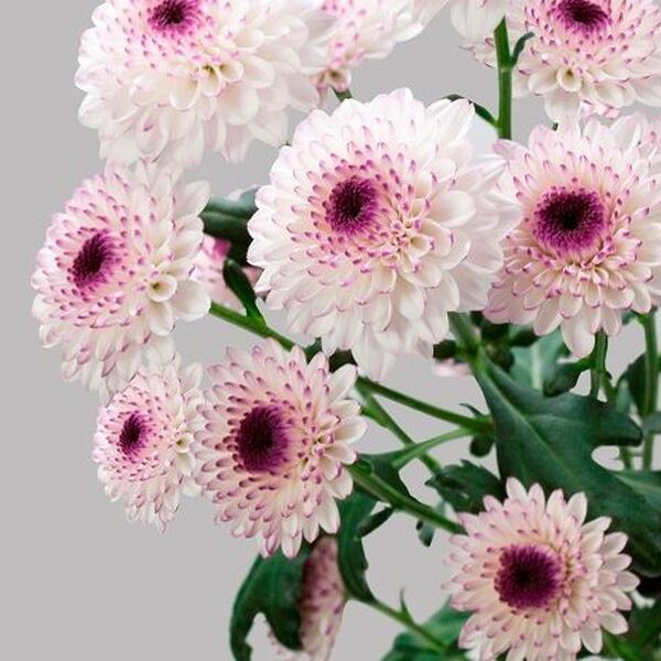 CRISANTEM BOLETA *ABBEY*