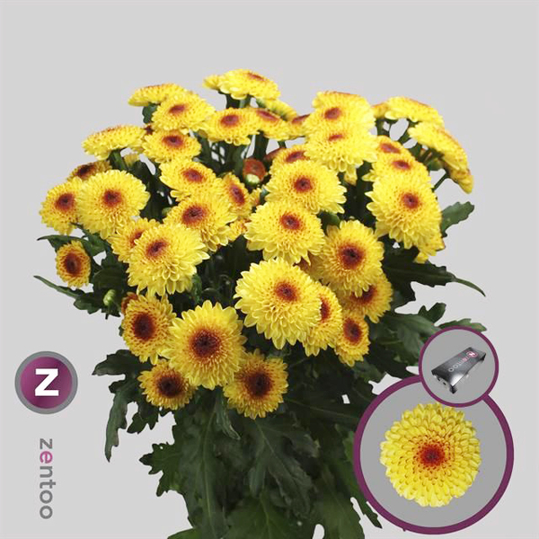 CRISANTEM BOLETA *ABBEY* GROC