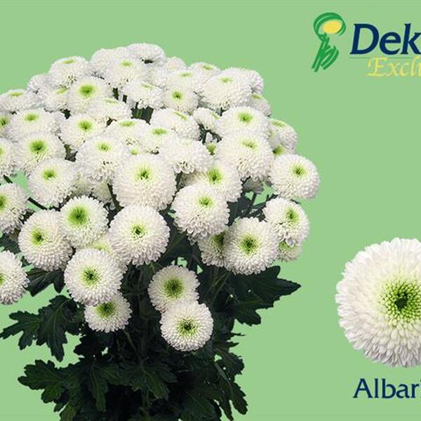 CRISANTEM BLANC *ALBARINO*