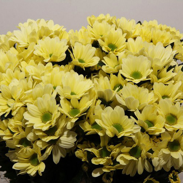 CRISANTEM *ALERO CREAM*