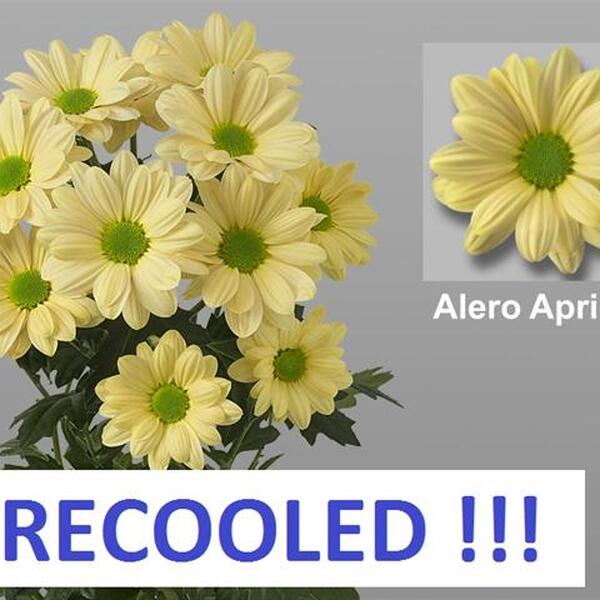 CRISANTEM *ALERO APRICOT*