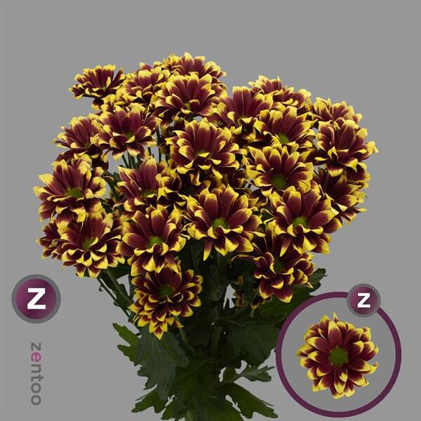 CRISANTEM *ALAMOS* (bicolor marró amb groc)