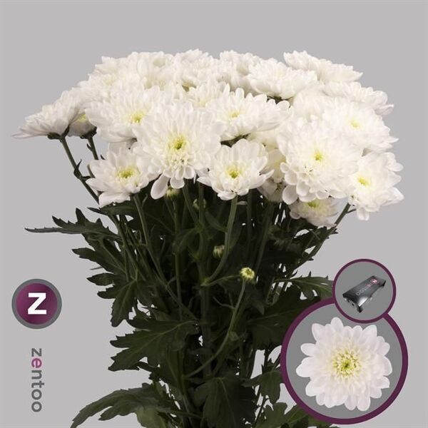 CRISANTEM BLANC ALTAJ