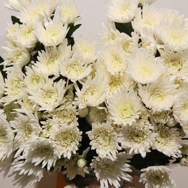 CRISANTEM RAMIFICAT ANASTACIA BLANC