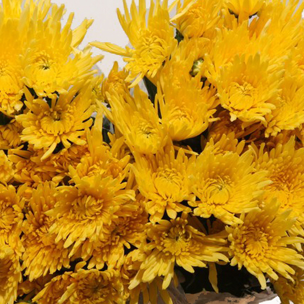 CRISANTEM GROC RAMIFICAT *ANASTACIA*