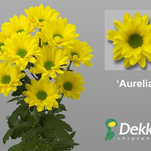 CRISANTEM GROC *AURELIA*
