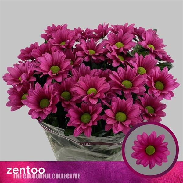 CRISANTEM *BALLERINA'S DARK*