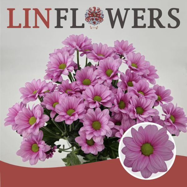 CRISANTEM *BALLERINA'S PINK*