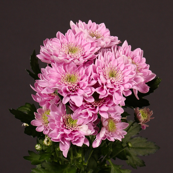 CRISANTEM *BALTICA PINK*