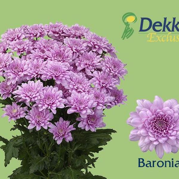CRISANTEM *BARONIA*