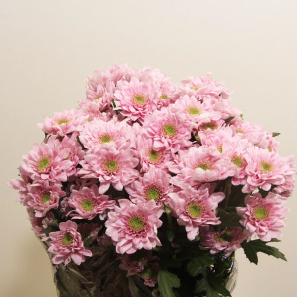 CRISANTEM *BELICIA PINK*