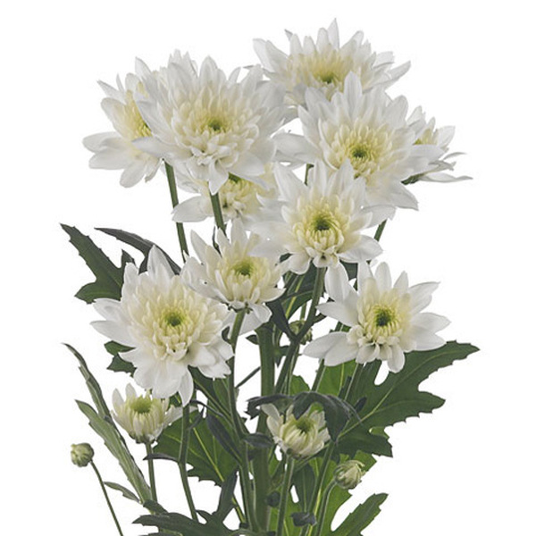 CRISANTEMO BLANCO *EURO*