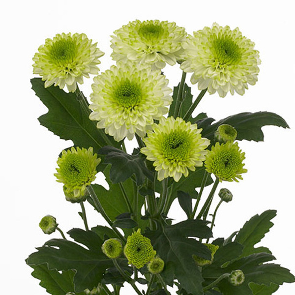 CRISANTEMO BLANCO *FURORE*