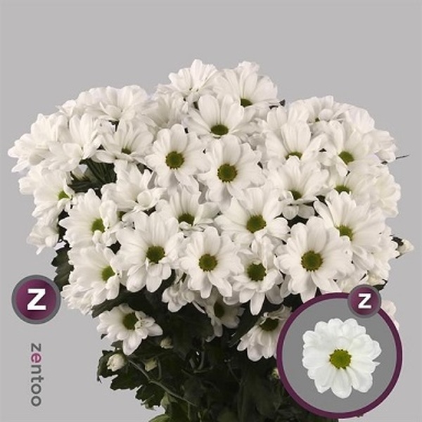 CRISANTEM BLANC *ILONKA*