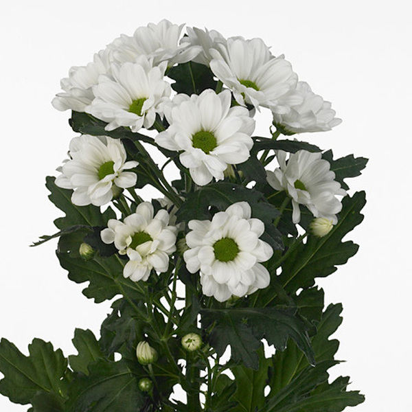 CRISANTEMO BLANCO *PINOT*