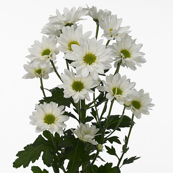 CRISANTEM BLANC *REAGAN WHITE*