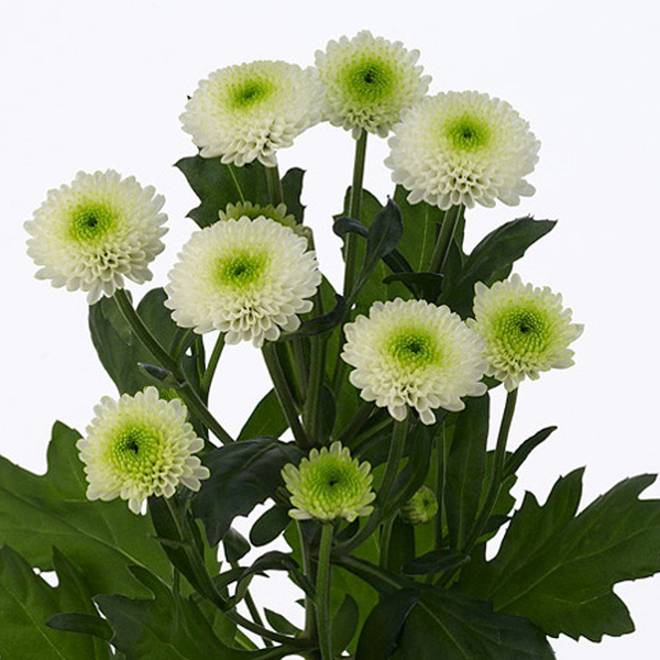 CRISANTEMO BLANCO *SKYE*
