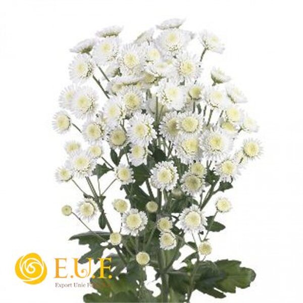 CRISANTEMO BLANCO *STALLION*