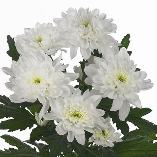 CRISANTEM BLANC *ZEMBLA*