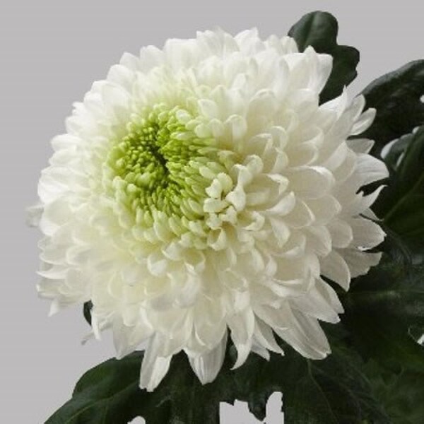 CRISANTEM UNIF. BOLA BLANCA GRAN EX