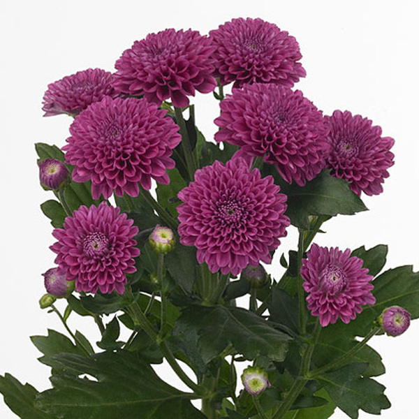 CRISANTEMO BOLITA *LOLLIPOP PURPLE*