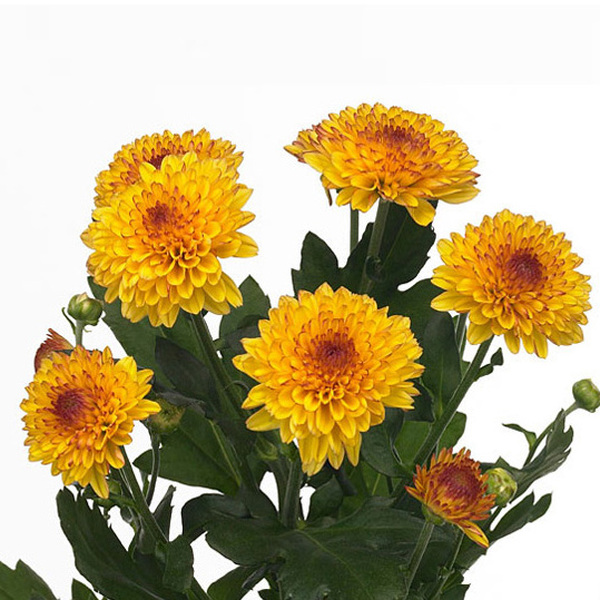 CRISANTEMO BOLITA *LOLLIPOP YELLOW*