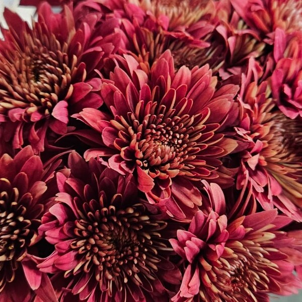 CRISANTEM VERMELL *BONTEMPI*