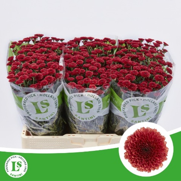 CRISANTEM SANTINI *CALIMERO RED*