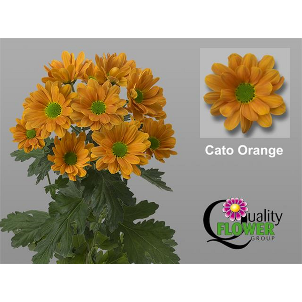 CRISANTEM TARONJA CATO ORANGE