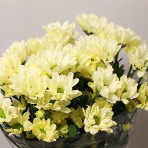 CRISANTEM *CHIC CREAM*