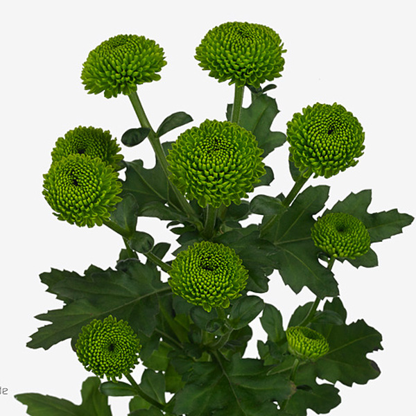 CRISANTEM VERD *CODE GREEN*