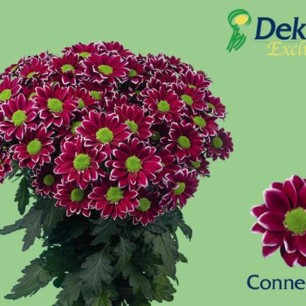 CRISANTEM CONNECTION *HAYDAR*