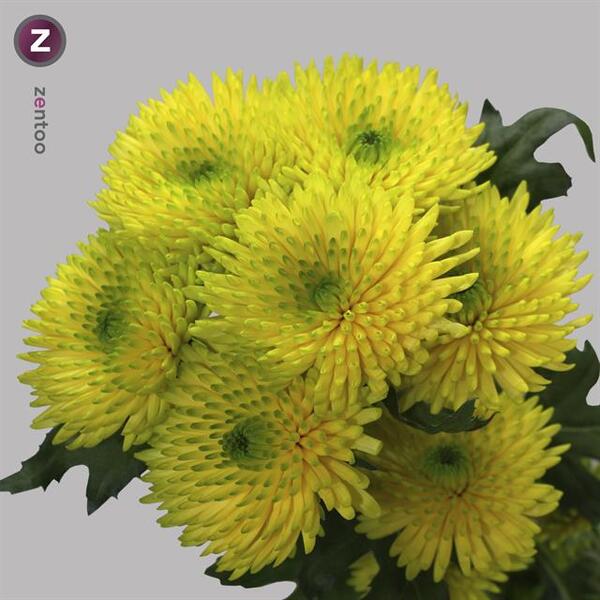 CRISANTEM *COCOON YELLOW*