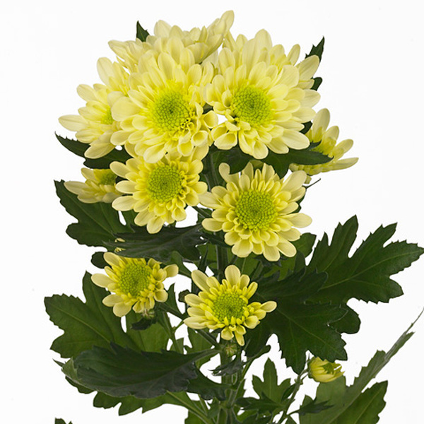 CRISANTEMO CREMA *RADOST*