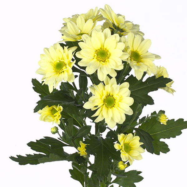 CRISANTEMO CREMA *REAGAN*