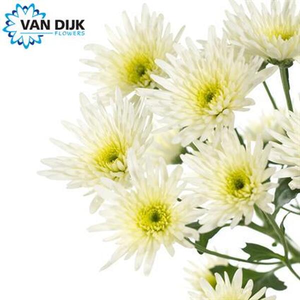 CRISANTEM BLANC *DELIANNE BLANC*