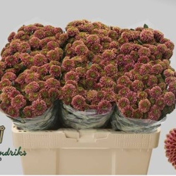 CRISANTEM SANTINI *DORIA CHERRY*