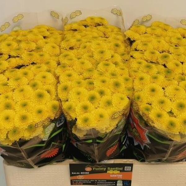 CRISANTEM SANTINI *DORIA YELLOW*