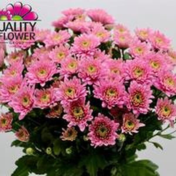 CRISANTEM *EXOPOLIS PINK* (TIPO EURO)